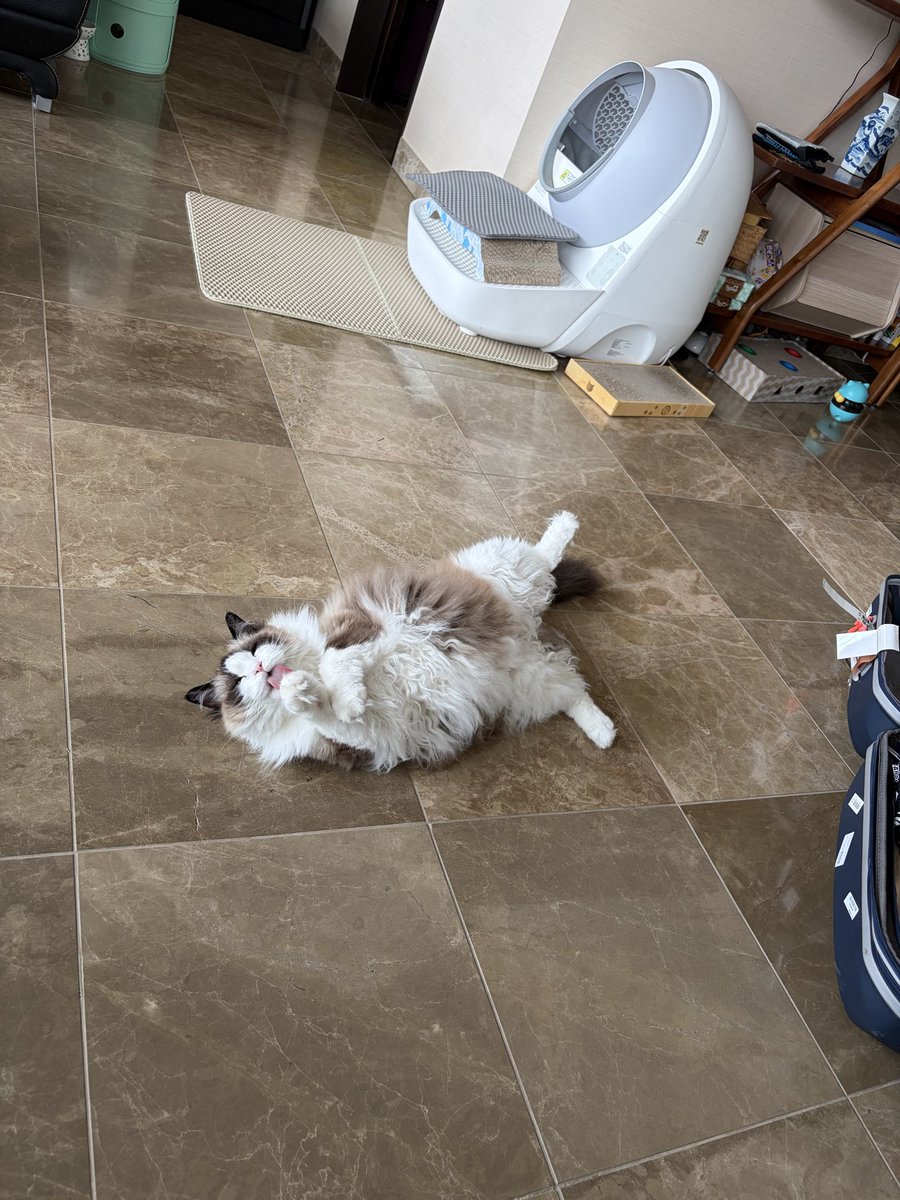 itopoke__'s tweet photo. my princess sassy doesnโt rly love me that much fallen feline โค๏ธ #petbound https://t.co/oNXyzGY6fL