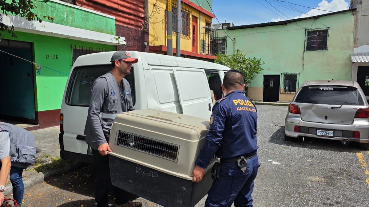 MagaGuatemala's tweet photo. Personal de la Unidad de Bienestar Animal (UBA) y Policía Nacional Civil realizaron una diligencia en la colonia Carabanchel, zona 11 capitalina, donde se encontraban siete perros, dos machos y cinco hembras, en condiciones que afectaban su bienestar.

Durante la visita se identificó que los animales no contaban con las condiciones adecuadas para garantizar las cinco libertades del bienestar animal, fundamentales para que puedan vivir en un entorno seguro, recibir los cuidados necesarios y desarrollar su comportamiento natural, por lo que se decidió realizar la entrega voluntaria.

Posteriormente, los animales fueron trasladados a las instalaciones de la UBA, donde recibirán atención y cuidados para mejorar su salud y bienestar.