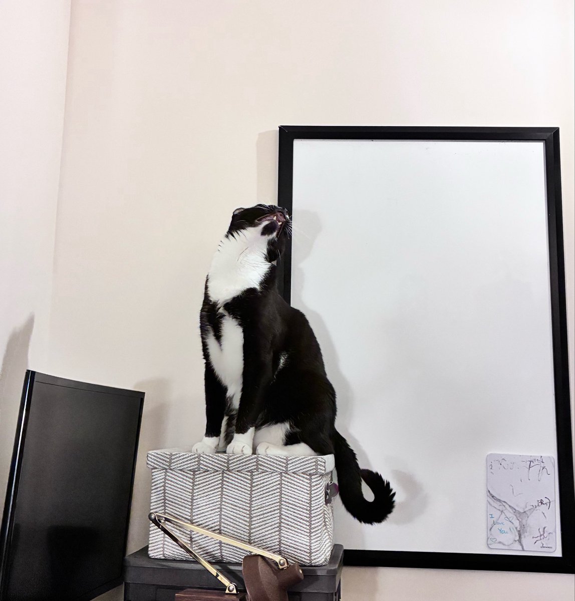 cartbog's tweet photo. hooting and hollering because he can’t climb any higher https://t.co/Q9VOhm5C94