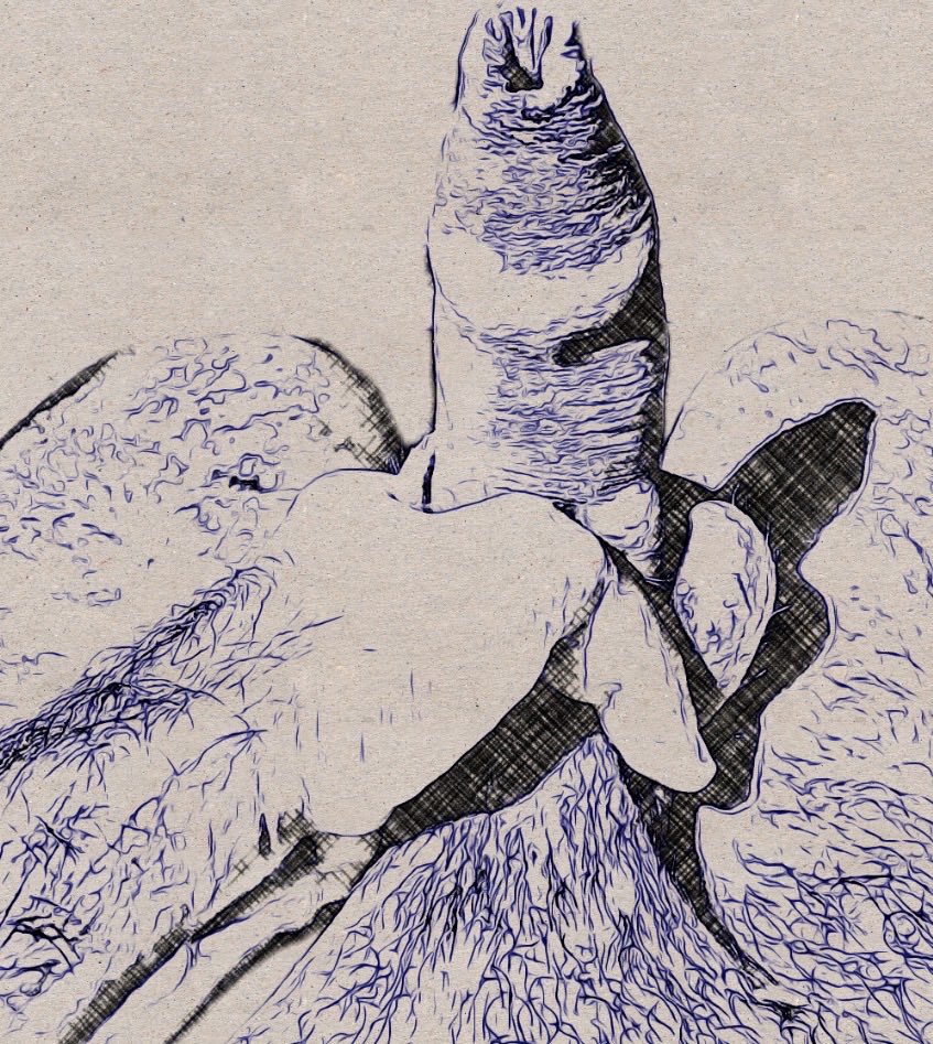 LesbianDrawer's tweet photo. #1 Long foreskin 

🇺🇦
19 cm 

#penis #cock #drawing #nude #art https://t.co/4l96ABp0ZR