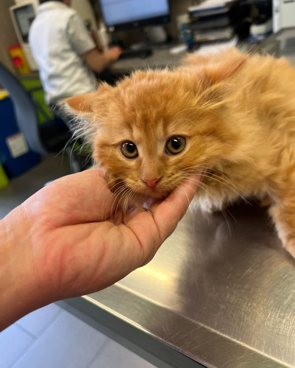 Fouskyzs's tweet photo. Malinký a úžasný Alzíček měl dnes velký den. Absolvoval očkování, čipování a kontrolní testy na FIV a FeLV. 💜🐾

V neděli jede Alzíček do nového domova a my jsme moc vděční za to, že bude mít svou rodinu. https://t.co/pErXHBBZST