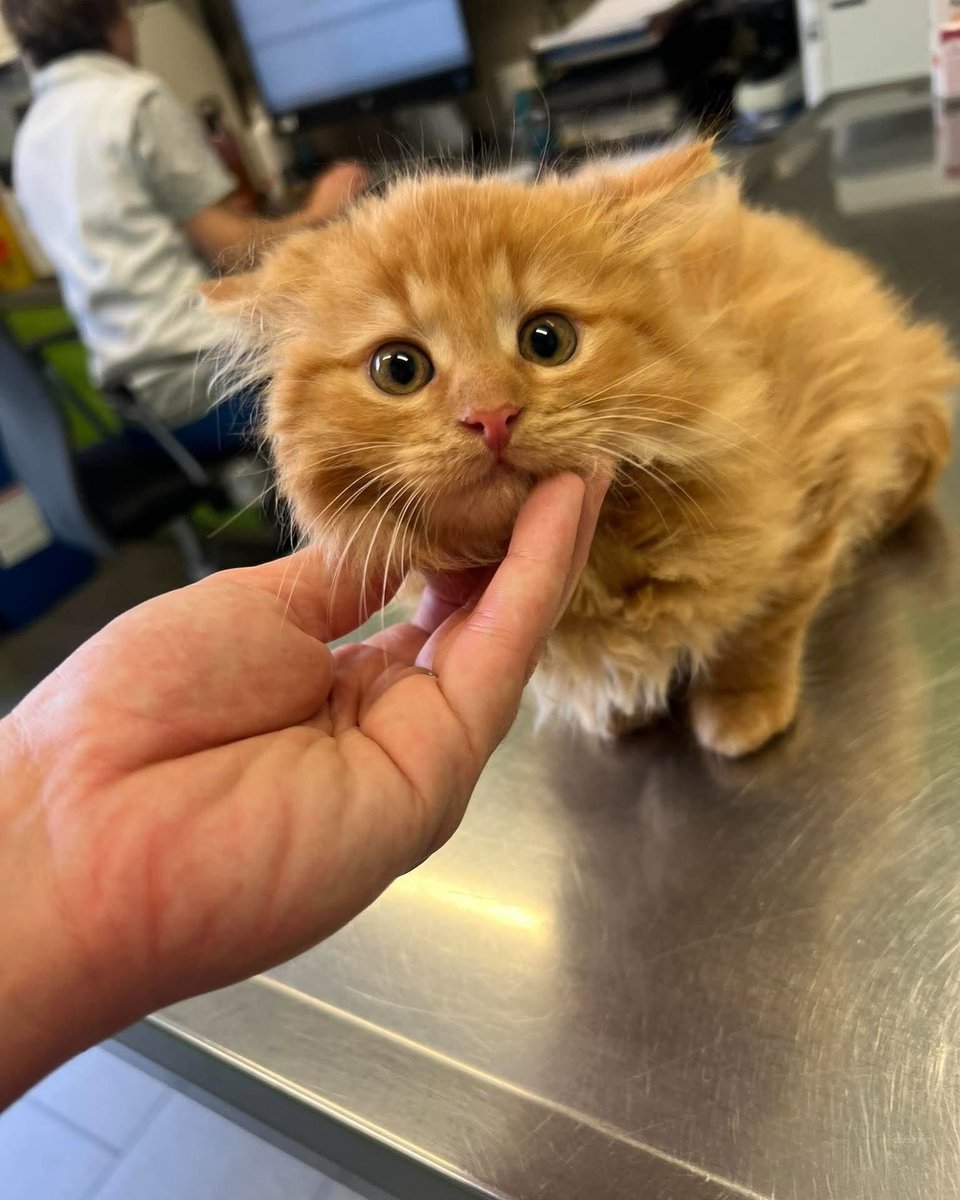 Fouskyzs's tweet photo. Malinký a úžasný Alzíček měl dnes velký den. Absolvoval očkování, čipování a kontrolní testy na FIV a FeLV. 💜🐾

V neděli jede Alzíček do nového domova a my jsme moc vděční za to, že bude mít svou rodinu. https://t.co/pErXHBBZST