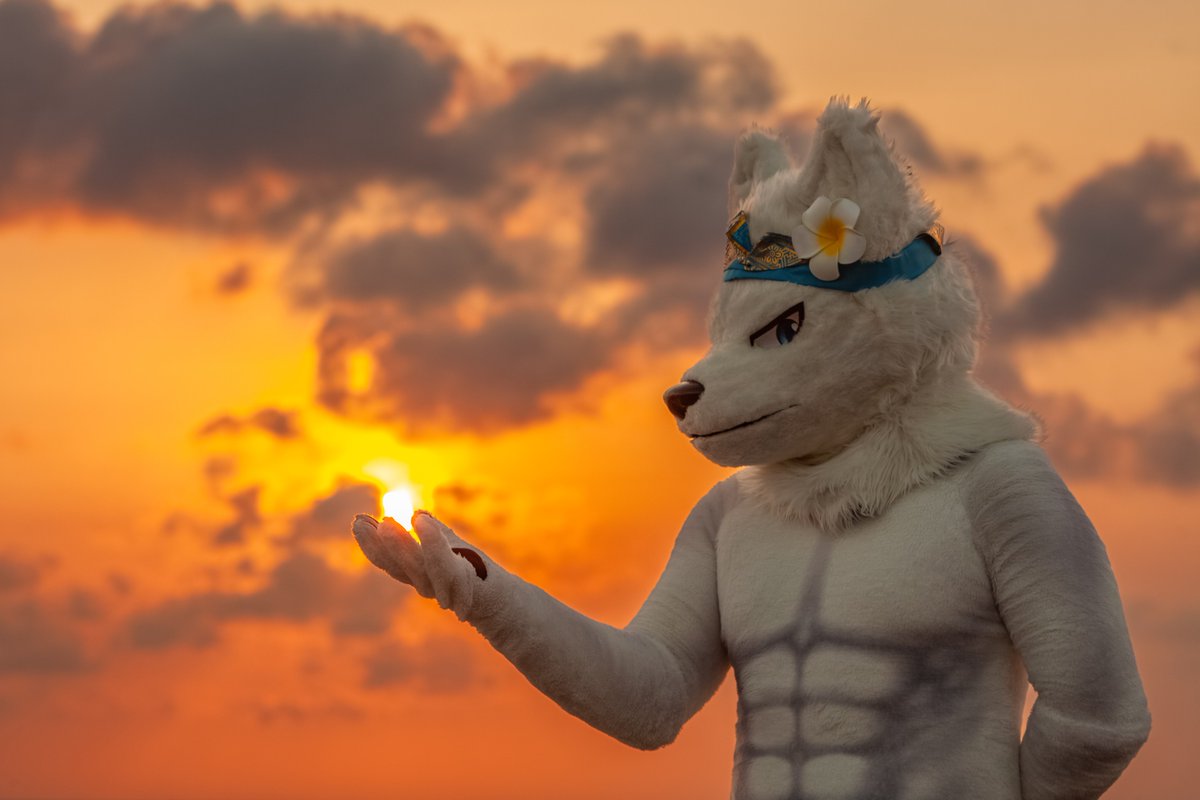 g_kid007's tweet photo. #FursuitFriday
Golden hour 🌅

📷 Aditya Algifari
#fursuit #fursuiter #whitewolf #หมาขาว https://t.co/weaiDN1rbM