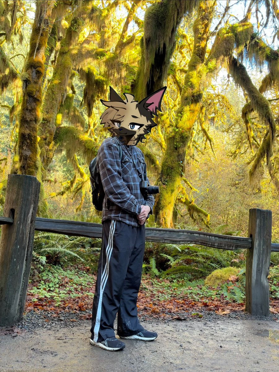 Rufus_Shep's tweet photo. Moss in the hoh rainforest! https://t.co/rObM8aErMC