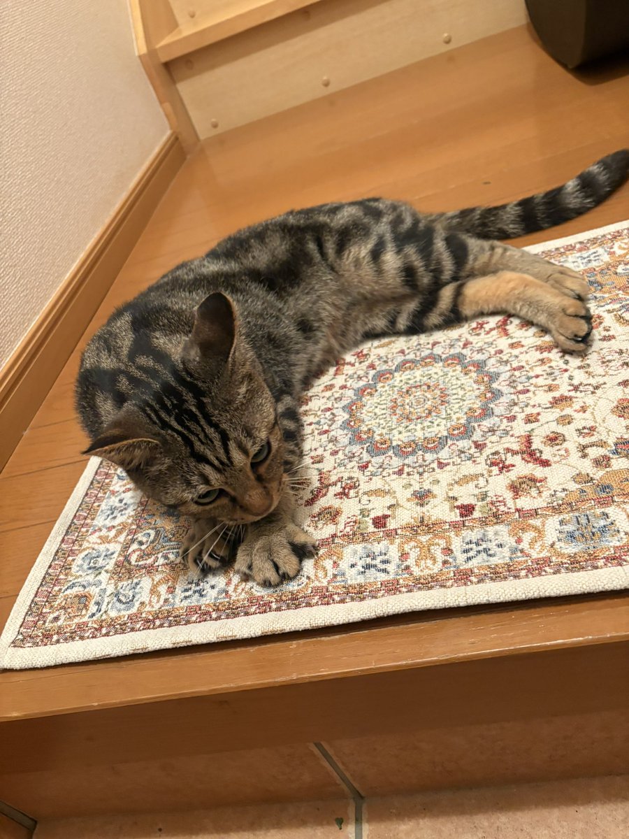 ranshiro530's tweet photo. おい。なにしてる。飼っちゃうぞ。 https://t.co/BS8sZ7Kt7u