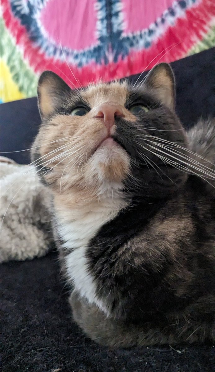 lezboyfriend's tweet photo. i lost my kitty two days ago. she was the love of my life. i am broken. please celebrate her. she was the best kitty anyone could've ever asked for. https://t.co/tM23jUnQSr