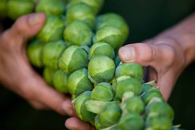 Gardeners_Path_'s tweet photo. How to Harvest Brussels Sprouts - wondering how and when to pick brussels sprouts? Head over to Gardener's Path for our top tips now. https://t.co/1LBct71qrJ #brusselssprouts #growyourown #fallharvest https://t.co/fPmtQ0g1Vi