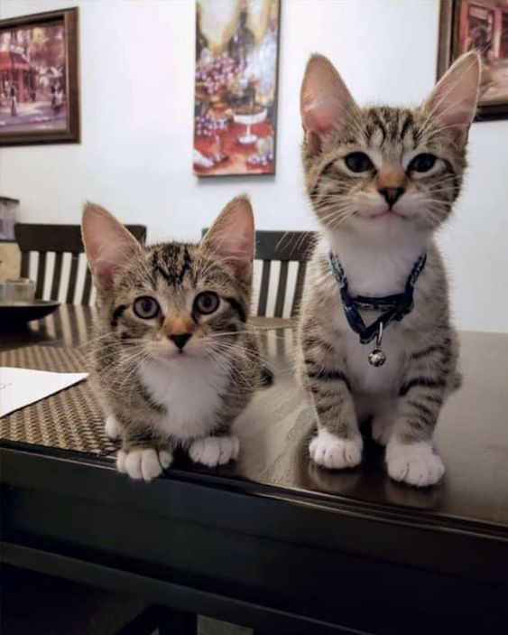 purrtacular's tweet photo. Nothing has changed
#adorablecats #catpics #kittens #kittenlove #kitty #cats #catlife #meow #catlove #catloversclub #cutecats #gatos #animals #CatsofTwitter #Caturday #Purrtacular https://t.co/BKQqcJBBav