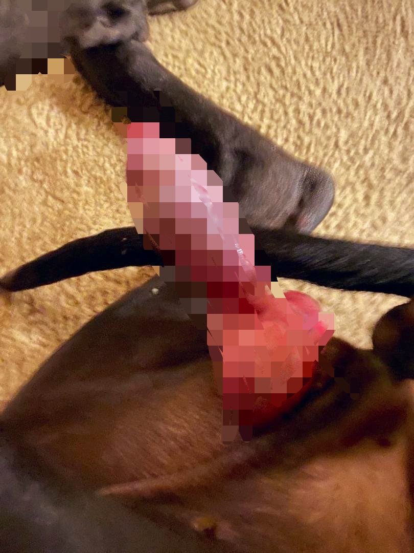Carlton_Ts's tweet photo. Adventures with my K9 Pizza Slice 🍕 🥒🌶️🔥🐶🍕🐎🌶️🥒
Come and enjoy all your deepest desires on your Pizza Slice 🍕 🍕 
DM for my menu 👇👇👇

              🔗 https://t.co/QEMoxE1Z2J 🐾

#dogknotting #beastiality #dogsex #knotty #dogpill #zoophilia #dogwhore #dogwoman https://t.co/hbnNvBvhjq