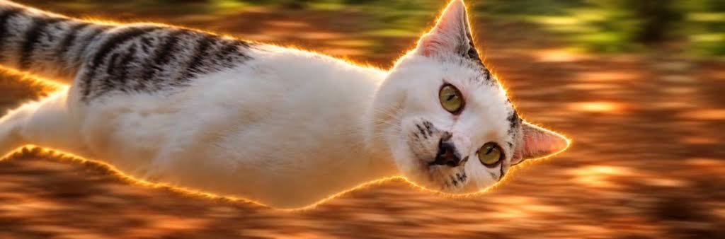 phenixsdev's tweet photo. This is such a good reaction meme, that will be used for all of this flying car shit over the next few weeks

The post below is picking up some serious traction, and it's so funny and memeable.

Everyone's calling it ‘The Flying Cat.’

https://t.co/wZcsBLclP5 https://t.co/0jV82Y0uFL