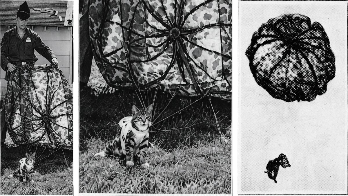 CatsintheNavy's tweet photo. Five-month-old kitten “Mae West” underwent rigorous training in Georgia before being fitted with a special harness and chute to become a para-cat. In 1954, she made an impressive 37 jumps from a plane. Interestingly, the British military actually deployed para-cats in Malaysia. They dropped “Ginger” and “Sambo” in crates to a rodent-infested garrison in the jungle. The success of this mission led to “Operation Cat Drop,” during which dozens of cats were parachuted into areas overrun with rats. 
#cat #cats #catlore #funfactfriday