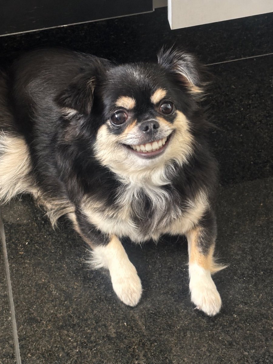 anamrfs's tweet photo. to com hiperfoco em botar sorriso humano na minha cadela https://t.co/xQhYS6XFZ6