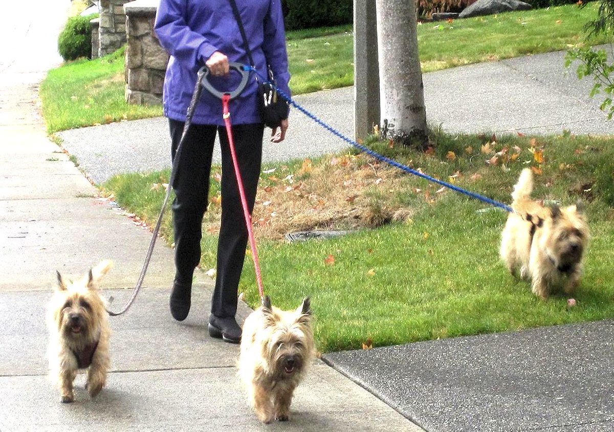 uturnhandles's tweet photo. Walking THREE always tangling dogs
Over 3,350 in use (90% in US)
Untwist leash tangles in seconds while walking!

#dogmoms #dogdads #dogsofX #dogsoftwitter #ILoveDogs #doglovers #dogwalkers #dogstagram #dogsofinstagram #dogwalking #multipledogs #3dogs #4dogs #dogowners #doglove #dogrescues #dogtravel #travelingwithdogs https://t.co/uWNiwptGZB