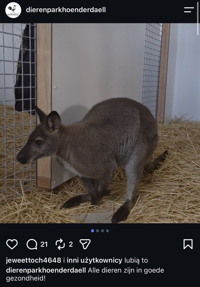 KarolPrillwitz's tweet photo. Holenderskie zoo, które przejęło
zwierzęta od Zoo Łączna informuje, że wszystkie dostarczone zwierzęta są zdrowe. Gratuluję @PolskaPolicja  wywłaszczenia polskiego przedsiębiorcy na podstawie fałszywych zeznań aktywistów. https://t.co/ecDS3EGQ6z