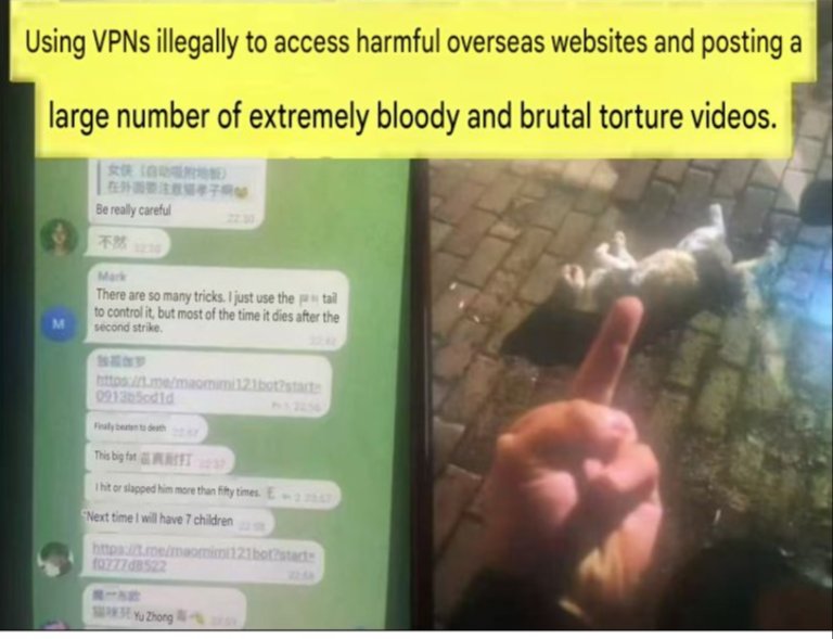 PhaedraXTeddy's tweet photo. Chinese 🇨🇳 son of medical professional and scientist in
#Heihe, Heilongjiang Province, #China  has been allowed to illegally use  VPNS to get through #China's firewalls and stream cat to*rture on OUR western social media.

His parents are employees of the thermal power plant and Qinghua Community Hospital respectively, Yu Zhihai Huang Jinghua  
Parents got a mental evaluation done for him to protect him from criticism for abusing animals.
Chinese Police  covered for the animal abuser and late were forced by anti abuse Chinese to detain him for questioning. Heihe police are very corrupt/ untrustworthy and need multi-party oversight.  
Volunteers rescued 12 surviving kittens