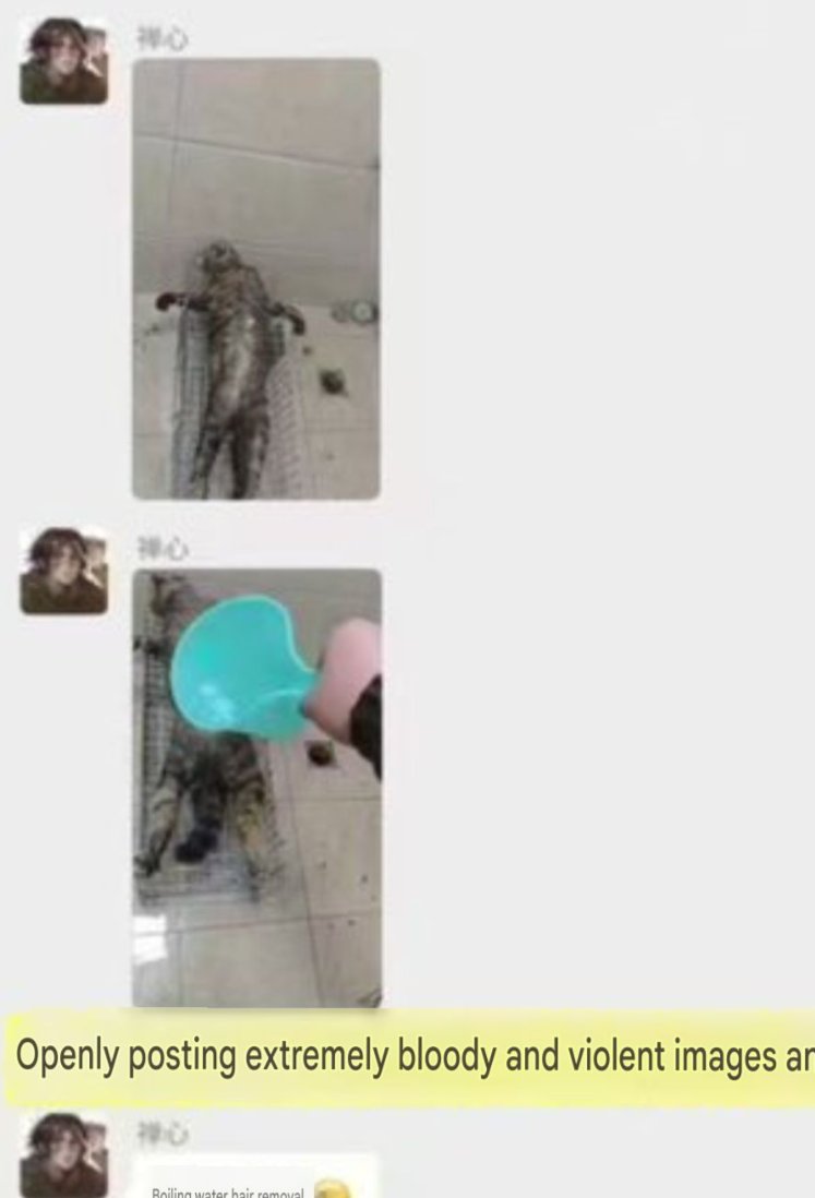 PhaedraXTeddy's tweet photo. Chinese 🇨🇳 son of medical professional and scientist in
#Heihe, Heilongjiang Province, #China  has been allowed to illegally use  VPNS to get through #China's firewalls and stream cat to*rture on OUR western social media.

His parents are employees of the thermal power plant and Qinghua Community Hospital respectively, Yu Zhihai Huang Jinghua  
Parents got a mental evaluation done for him to protect him from criticism for abusing animals.
Chinese Police  covered for the animal abuser and late were forced by anti abuse Chinese to detain him for questioning. Heihe police are very corrupt/ untrustworthy and need multi-party oversight.  
Volunteers rescued 12 surviving kittens