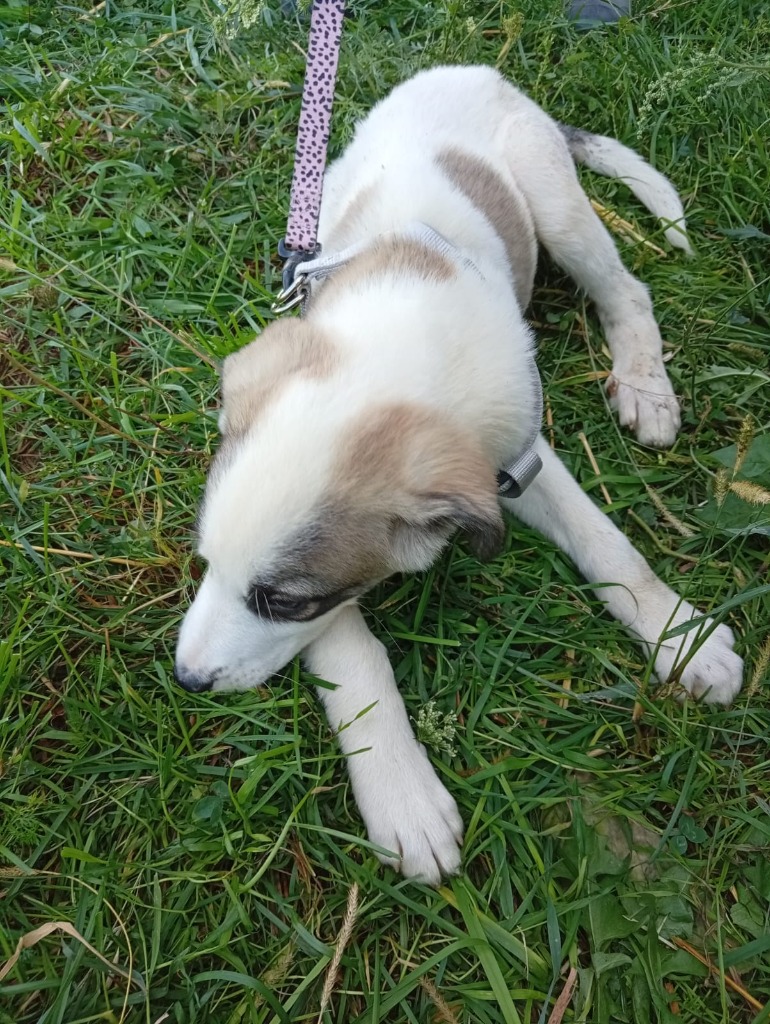 Pawprints2F's tweet photo. 📍Romania

For 17 week old Marius, having someone nearby makes all the difference🥹
He’s a gentle, thoughtful boy who likes to watch the world before taking that next little step💙

Marius can live with dogs and kids 8+, and we can cat test him.

https://t.co/UKATK6Nz6w https://t.co/Thj6HPPCZg