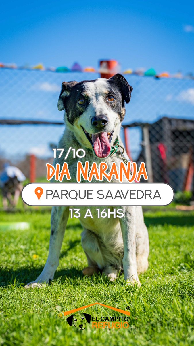 elcampito's tweet photo. oficial de El Campito y sacarte todas las dudas sobre adopción responsable.

📌 Sábado 17 de octubre 13 a 16 hs
📍 Parque Saavedra - Roque Pérez y Paroissien

⚠️ Como viajamos con la manada, ese día solo podemos recibir ayuda económica o insumos médicos chiquitos
¡Los esperamos🥳 https://t.co/zYUd1EqApr