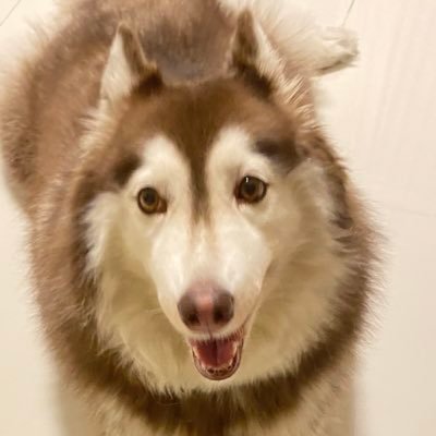 CucungDuba's tweet photo. @feeldotcash Launch token on base paired with $META 
Name : HOSKY BILL
Ticker : HOSKY https://t.co/8xmcFCVJzE