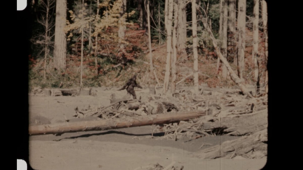 CapturingBF's tweet photo. This still of Frame 352 of the Patterson-Gimlin film was taken from an all-new 4k scan of the footage created for CAPTURING BIGFOOT. The full, unedited version of this footage can be viewed in its entirely on our YouTube channel: https://t.co/iyk9oieS1g https://t.co/gFHIWvbPFH