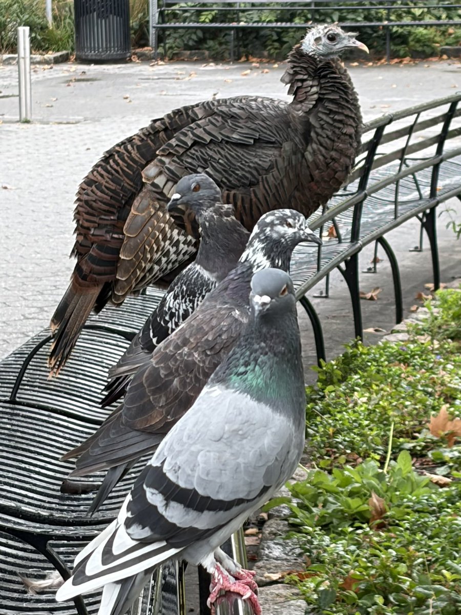 Hanabi_NYC's tweet photo. October 16

Astoria and the Pigeons 

#birdcpp https://t.co/O2huRWyHxu