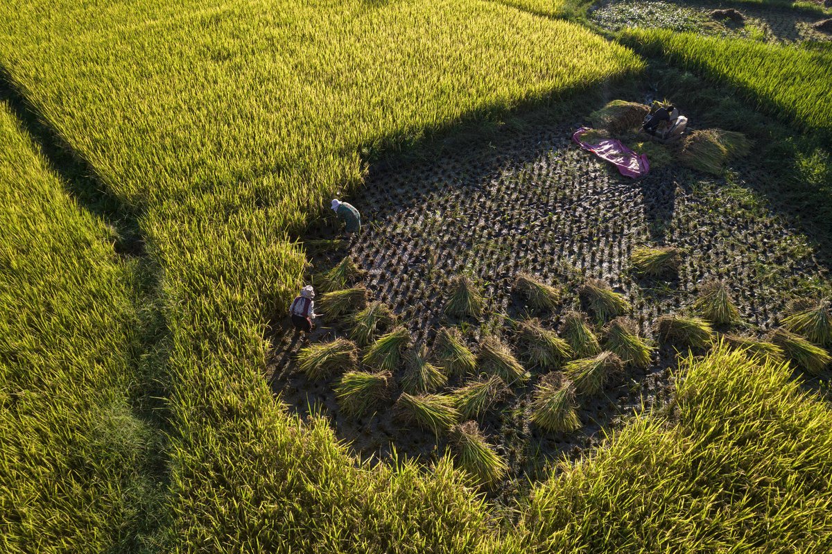 Duece2_Dyson's tweet photo. When the autumn wind blows, the tuoji rice fields glow golden under the sun, with farmers harvesting happily at the foot of the valley!， https://t.co/0jDWY59aVs