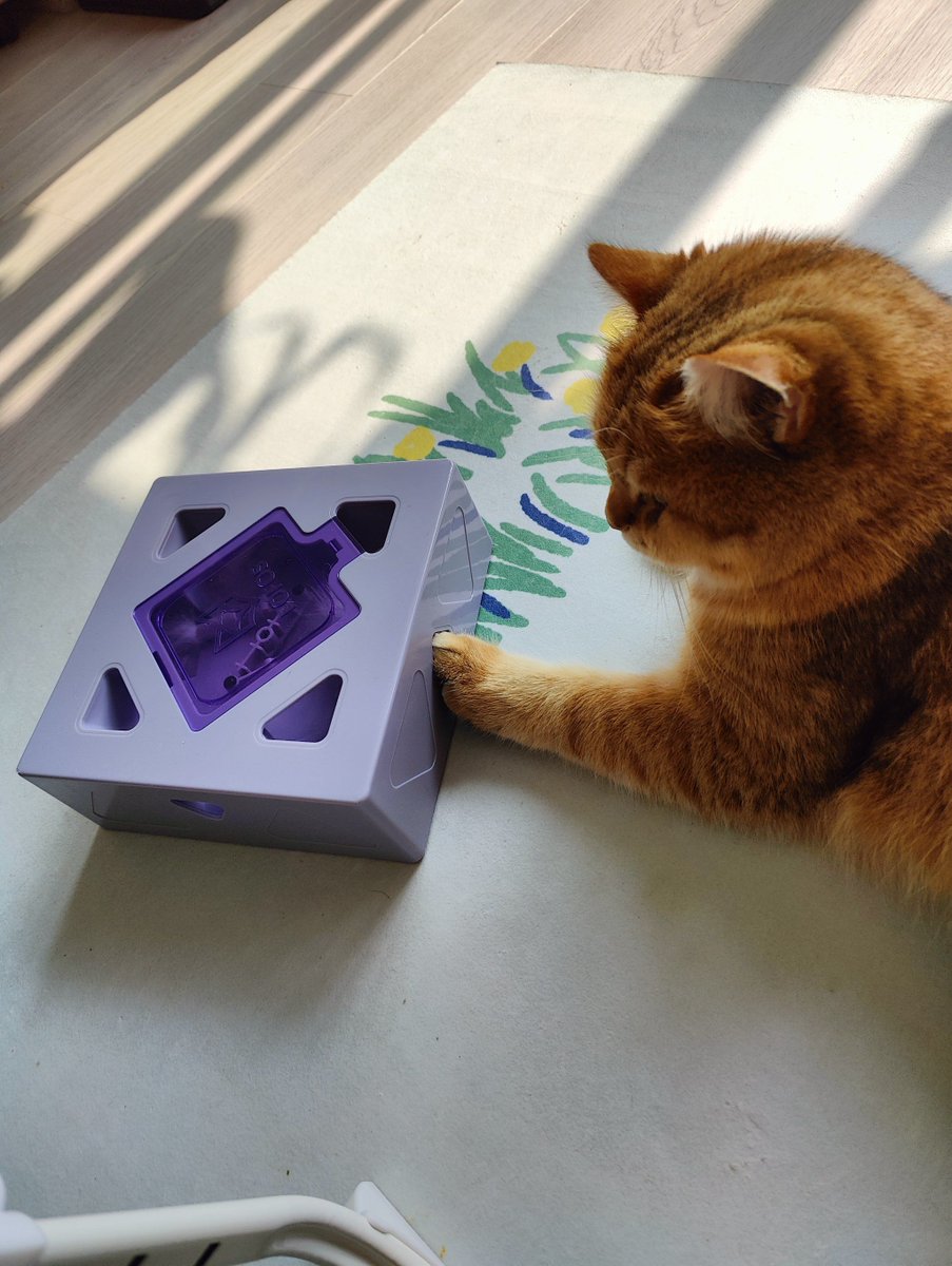 Nanooos777's tweet photo. This cute blue cat who loves to put on a humorous show is controlling a tiny square gadget. https://t.co/POTICYJpZa
