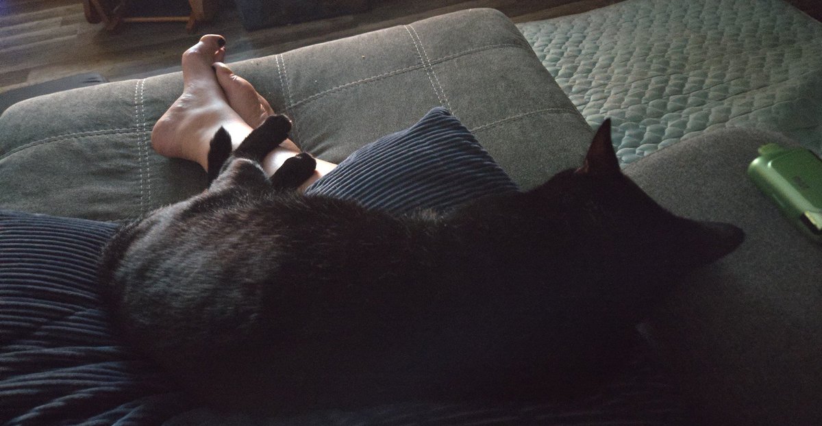 Rexxhia's tweet photo. @weak4bambi Not a dog but a very large cat https://t.co/sKxdg9yaGN