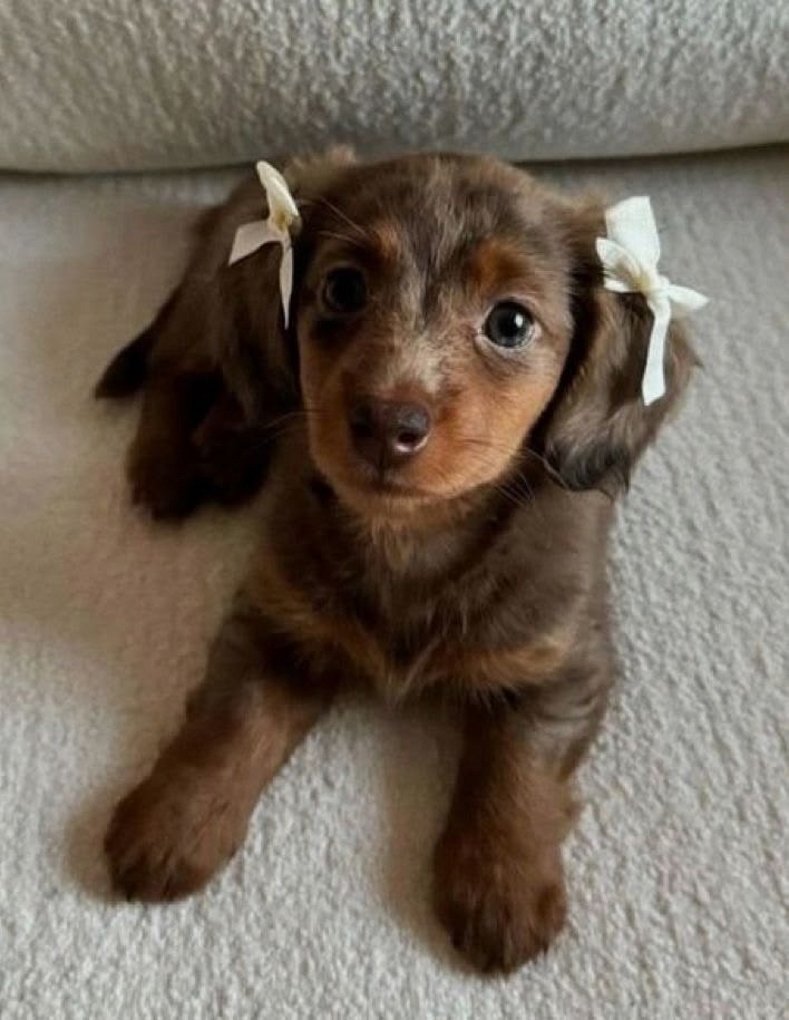CountryRepair24's tweet photo. good boy status: 100% https://t.co/CPgmh48tIr