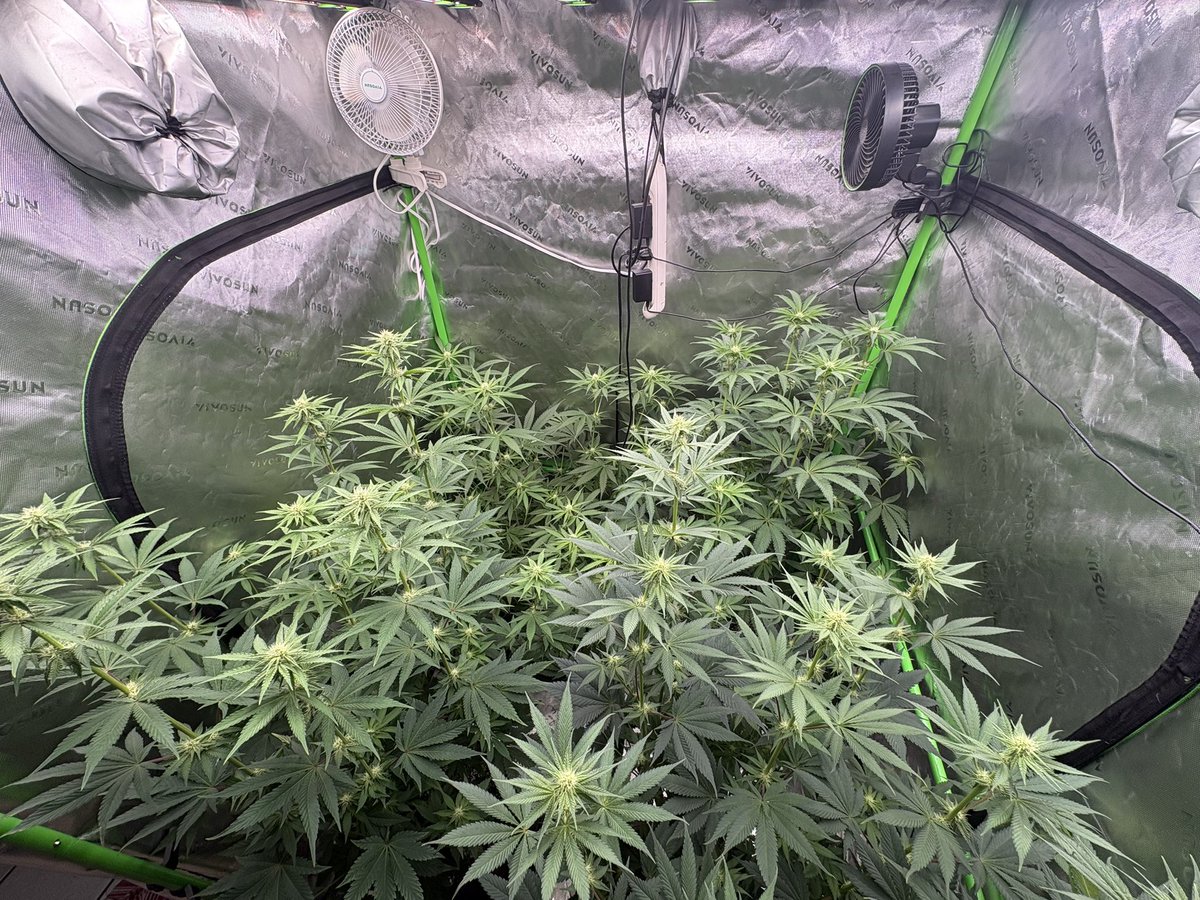 GrowsOhio's tweet photo. The lights are all the way up…they got a small top watering to keep it damp through the night. Will top dress tomorrow evening. Letting them dry back until then, reservoirs were empty. Let’s grow baby!!! https://t.co/QHD0nUyJwH