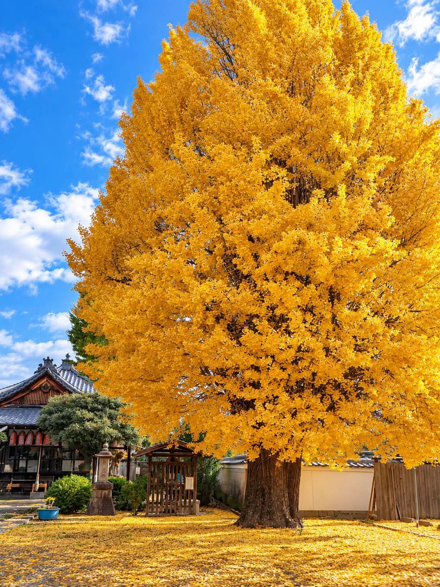 smmoshiur02's tweet photo. Autumn is calling you 🍁
#Japan  #travel  #fblifestyle https://t.co/pM6F947tFQ