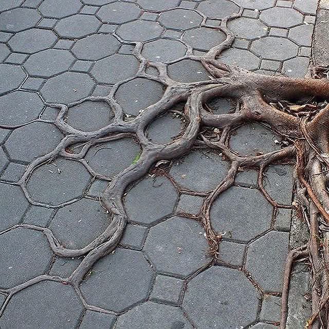 pmamtraveller's tweet photo. Tree roots growing into pavement pattern https://t.co/hqjGp64X0m