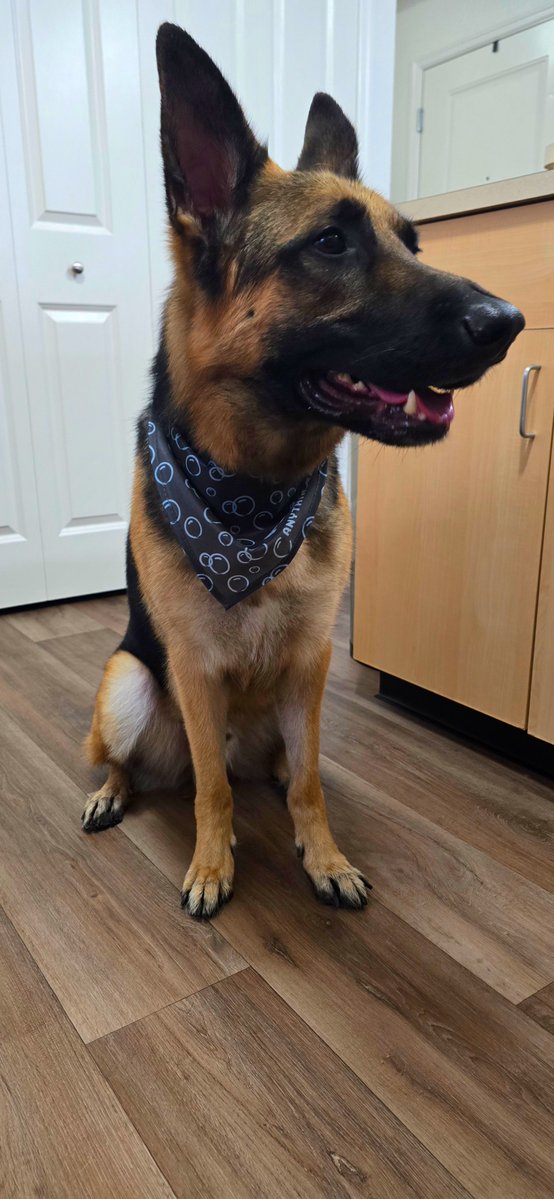 Enriqu3A's tweet photo. Luke’s postgroom glowup comes with a full Halloween treat box! 🐕‍🦺🐾 👻🍪🧼🫧💈
@PetSmart https://t.co/YmkWjCKGFb