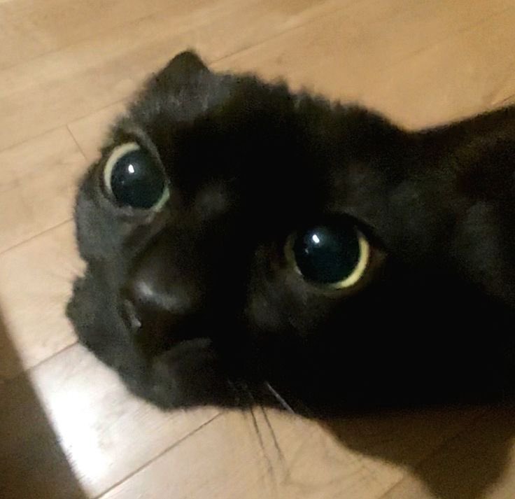 blackscats's tweet photo. https://t.co/D8G8KcMBea