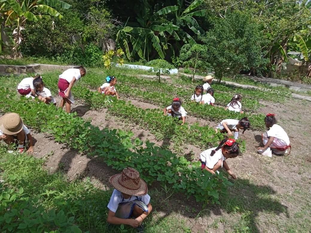 RaulSamon's tweet photo. El amor al trabajo y a la naturaleza desde las primeras edades en #SantiagoDeCuba #CubaMined @dpest https://t.co/DNSCud9h4p