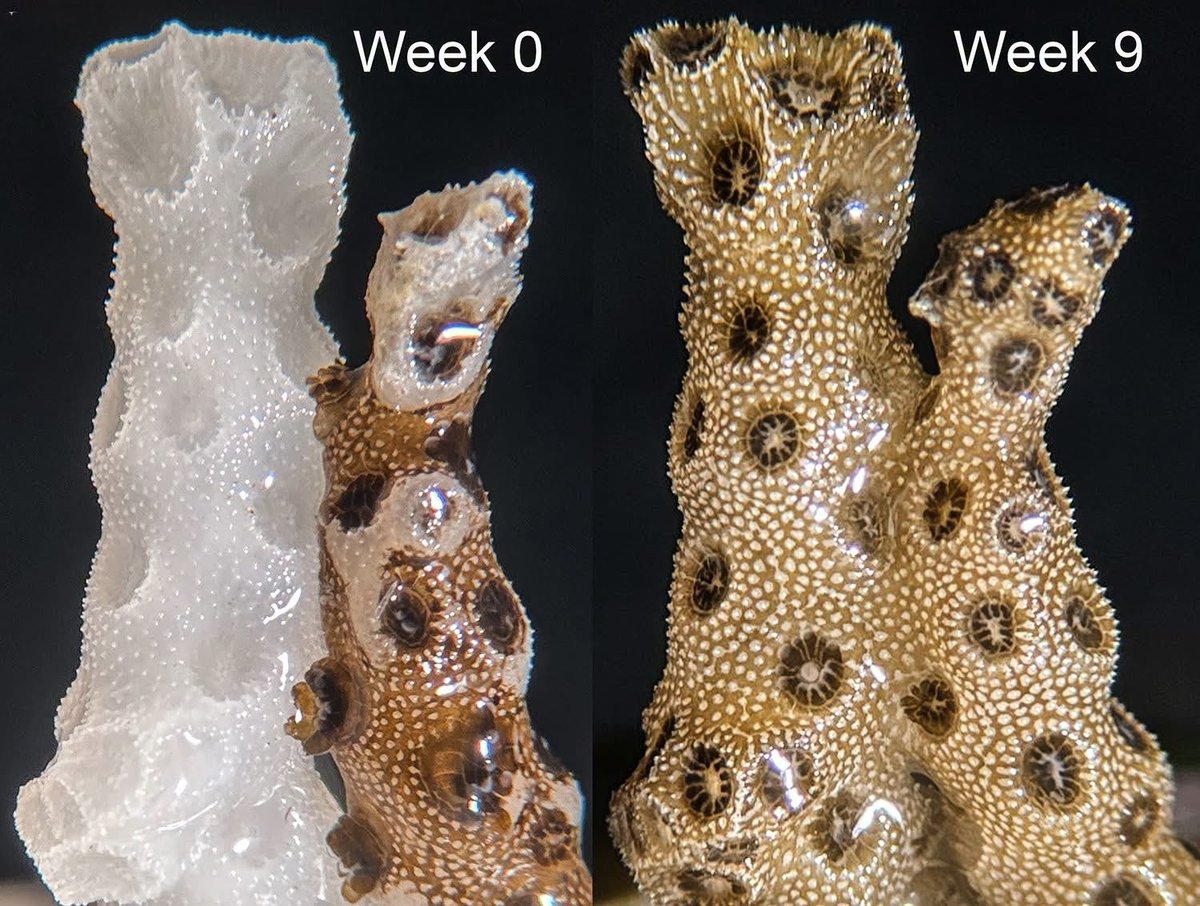 NextScience tweet picture