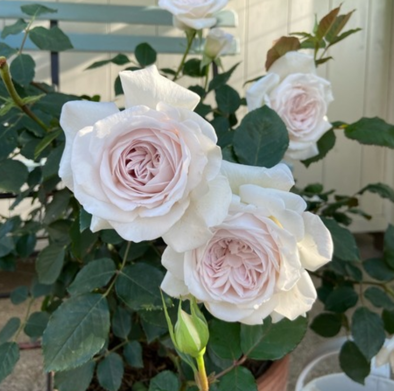keisama5744's tweet photo. おはようございます😊
伊吹（いぶき）　バラ科
花言葉「尊敬」
咲く季節で微妙に花色が変化夏花は白く中央がアプリコット色に初冬は中央が薄いスモーキーブルー中輪房咲き花型も中央に多くの花弁が重なる剣弁から丸弁やロゼット咲き2021年青木宏達氏作出ブランド河本バラ園 四季咲き性（写真引用） https://t.co/LwdJxMGygL