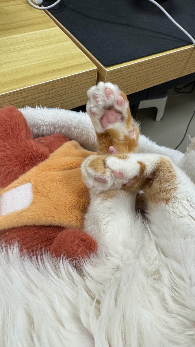 VanesaAnabelHB's tweet photo. [Charming tail u0026 coquettish feet, small details that make a cutie extra alluring!]， https://t.co/78NAVUM0iV