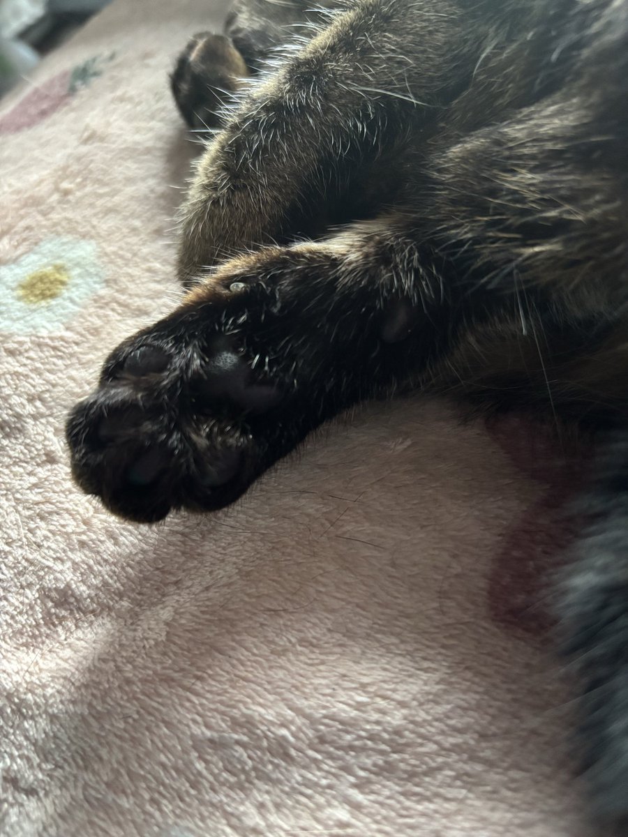 21kawashiri's tweet photo. おはようございまする🥷
本日フリフルマルシェ主催✨
‼️A.B.U.R.A販売‼️
あ､ちゃんとキャノーラ油っす👍
早めに売れちゃうみたいなので､お早めに！
事務員さんがずっとキャノラー油って言ってました😆
ご来店お待ちしております♪
おまけ　三男の肉球
#17日 #キャノーラ油 #猫 #肉球 https://t.co/kFbNBWJVKZ