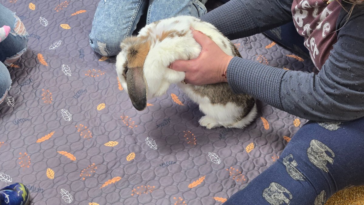 WyoLibraries's tweet photo. Weston County Library hosted a special guest-a live rabbit for kids to meet! #WSD26 https://t.co/lyeQ2jACCi