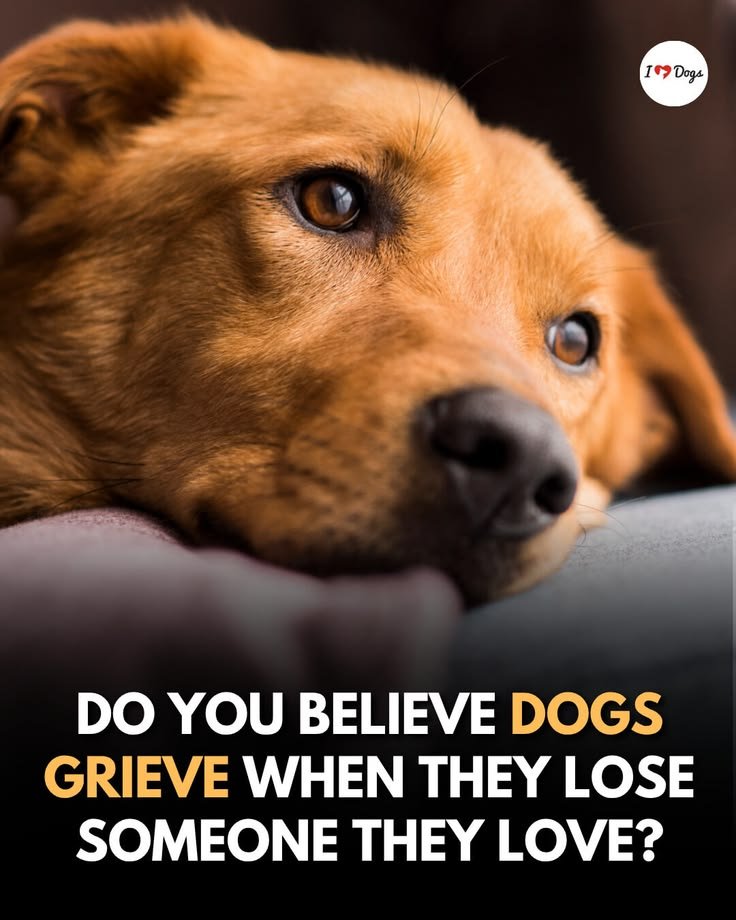 happyyorkiepup's tweet photo. https://t.co/vxCECVRrP3