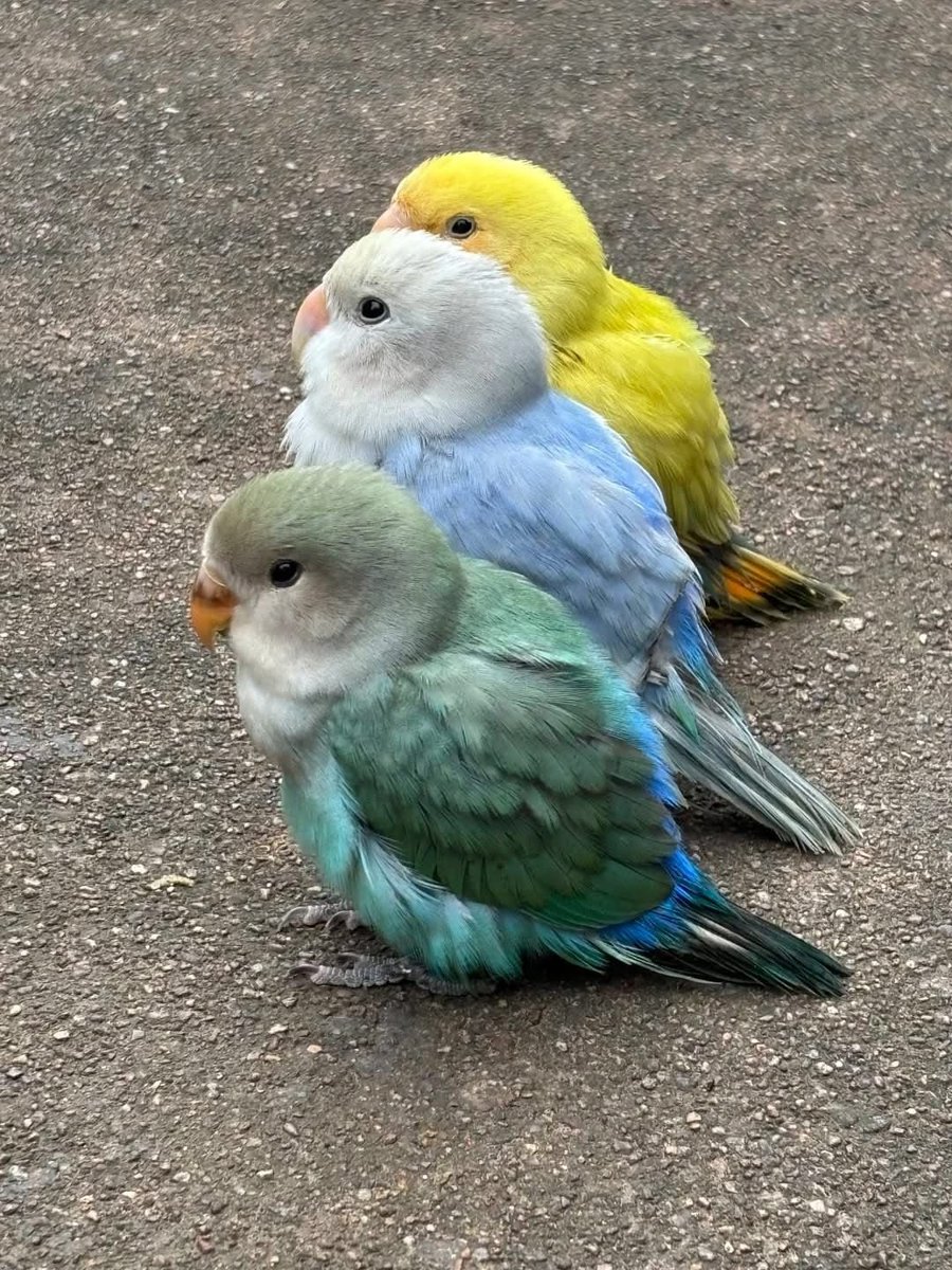 cutedreamvibes tweet picture
