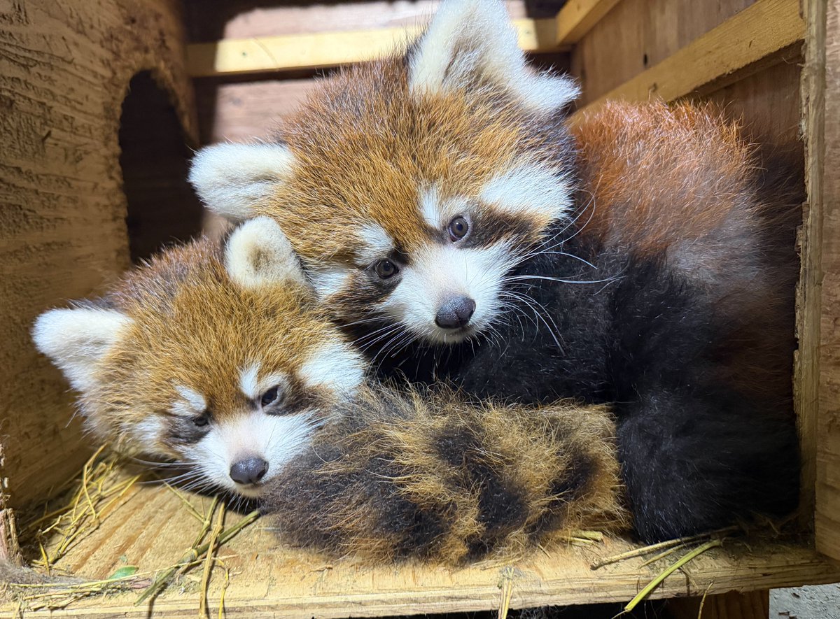 nishiyama_zoo's tweet photo. 本日のアケビとかんたの赤ちゃん公開の観覧整理券の配布は終了しました。

ライトとかのこの赤ちゃんの観覧は整理券は不要です。13時半からレッサーパンダのいえ横に待機列を形成します。先着200名です。

#鯖江市西山動物園
#レッサーパンダ
#レッサーパンダの赤ちゃん公開 https://t.co/tjU40EXPO8
