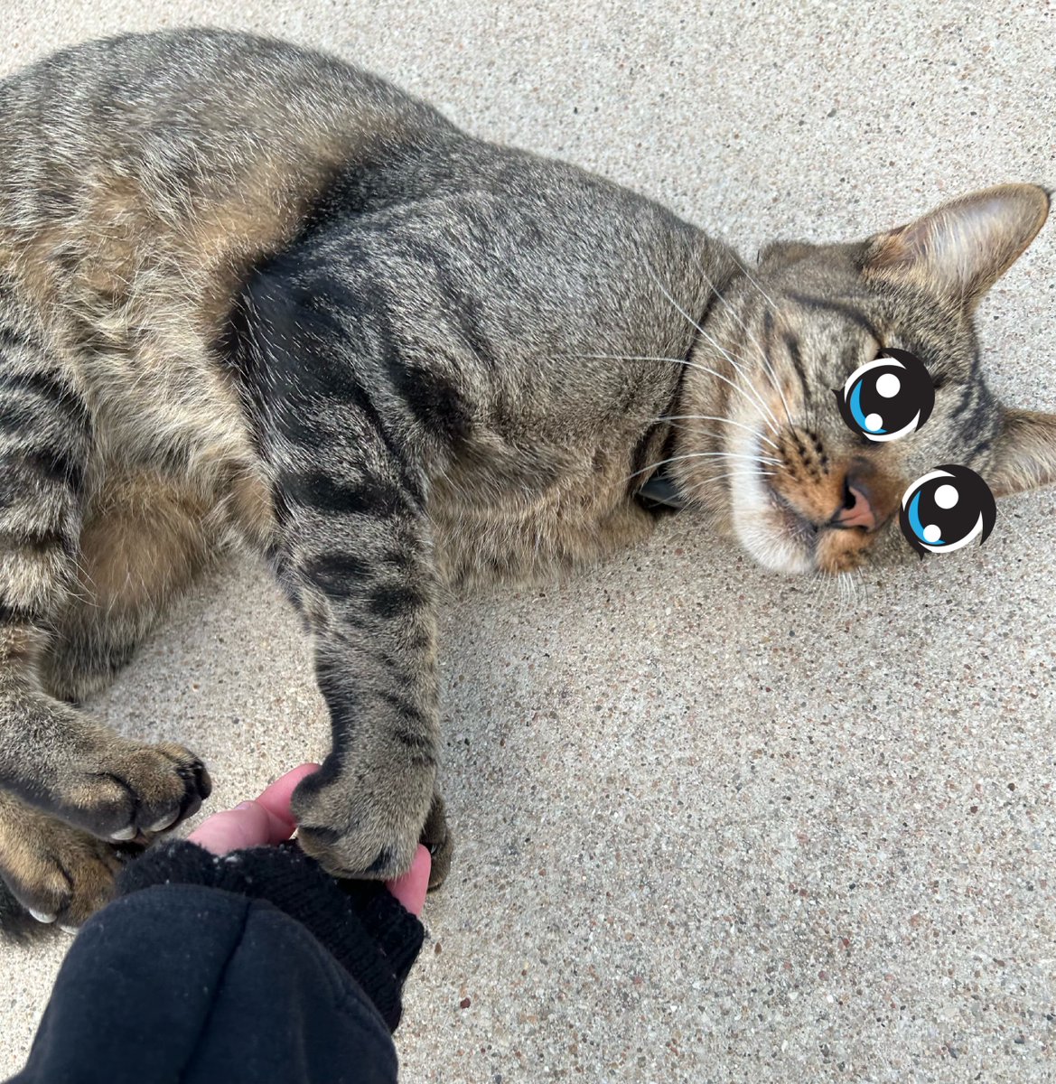 shedkasa's tweet photo. i saw a cat on my walk and it was so cute😭😭😭🩷 (ignore how pink my fingers are i have relalt bad blood flow and it was super cold..) https://t.co/9CzQ0haXX3