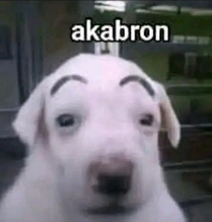 GreekChariott's tweet photo. @tofiestachata Es miel la del funbun au? https://t.co/TGRQ8K3GBN