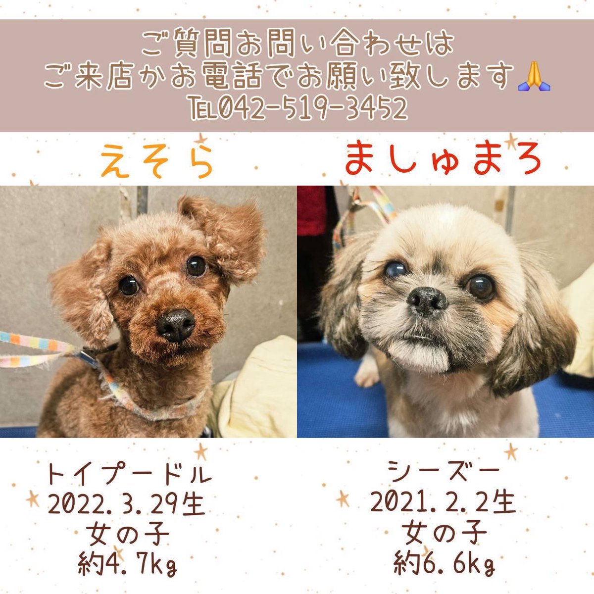 hogocafe_tachi's tweet photo. 新メンバーの🐶達です🐾

優しい家族のお迎えがありますように🥺💕

ご質問お問い合わせはご来店かお電話で🙇‍♀️
℡042-519-3452

⚠️SNSのDMでのお問い合わせは対応致しかねますので予めご了承下さい🙏

#保護犬カフェ立川店 #里親募集中  #トイプードル #ラブファイブ #シーズー https://t.co/uXo8Lxd358