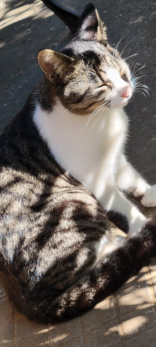 GoIchi51_AO0113's tweet photo. 今日のぬこ温度計🐱🌡️

｢ル～ルルルルットゥルルルﾙﾙﾙﾙﾙ…｣
｢きょ～もいい天気ニャァー｣ぬこです

日中は🌞ぽかぽか～の一日でしょう

#近所ぬこ https://t.co/TJRJzAQLkk