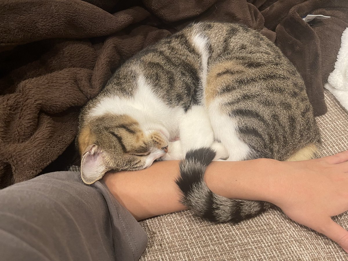 mynn0706's tweet photo. こんなん泣いちゃうよー
可愛いすぎて...

＃保護猫 ＃キジ白 ＃猫のいる暮らし https://t.co/GfeCG1K2dK
