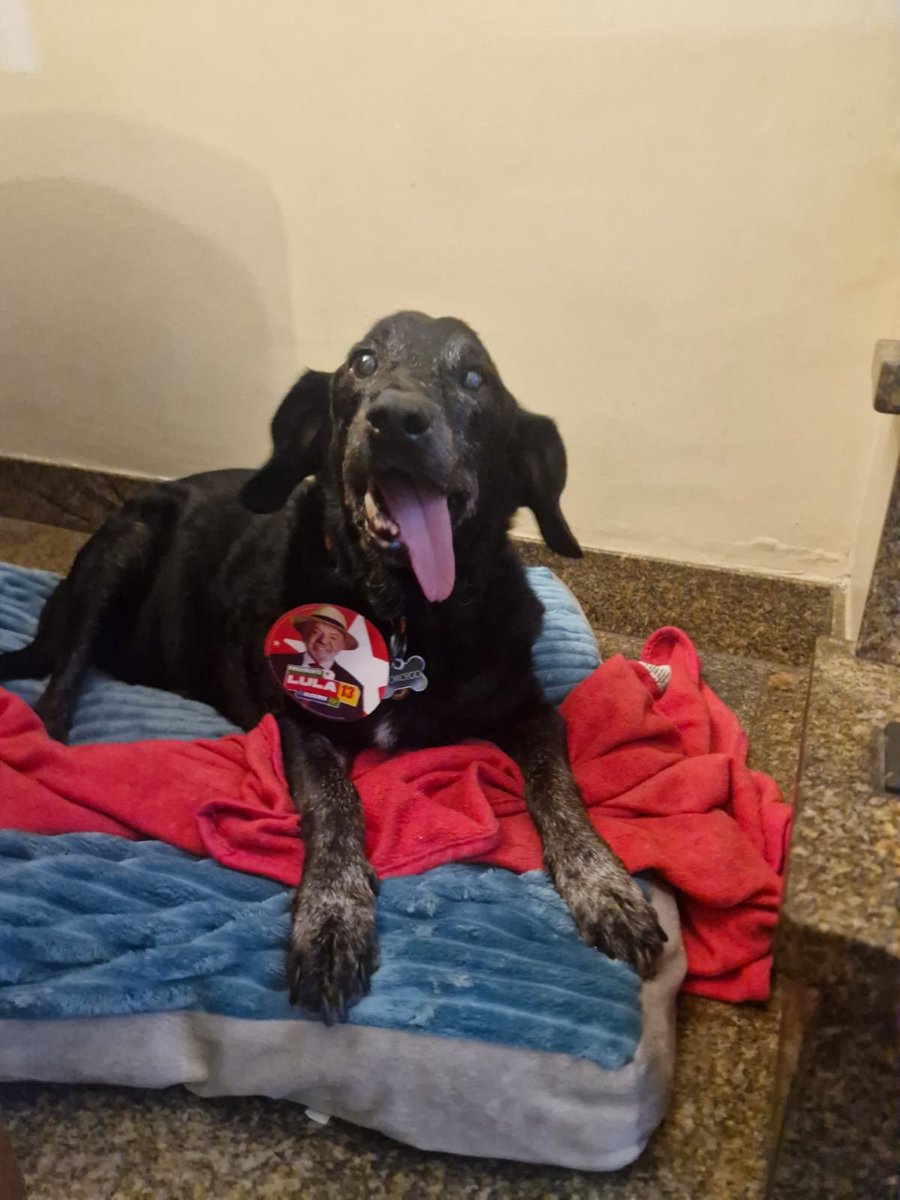 jinkxbae's tweet photo. Ex Cachorros de rua com LULA https://t.co/WR4NtBdijA