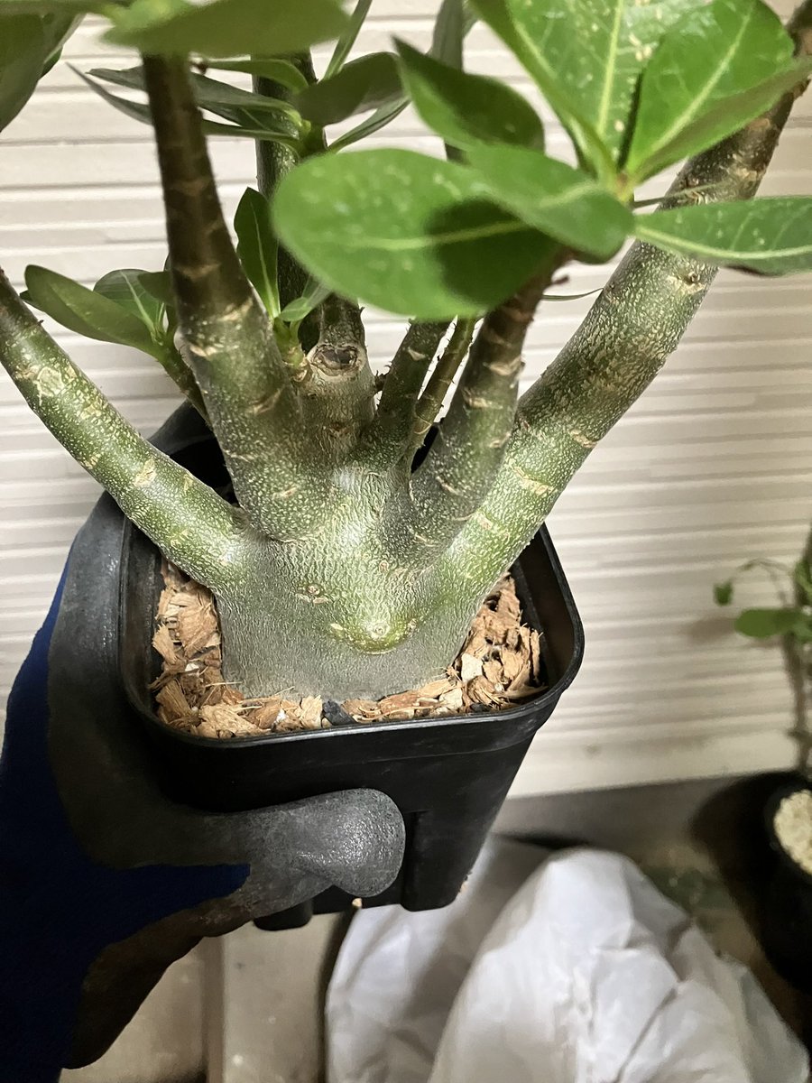 Helios_Adenium's tweet photo. 品種よりますが、アラビカムならキング・コングなら種から1年半弱この大きさなりますよ😄
私の育成環境と方針は雨ざらし環境で冬は室内管理で休眠せずに緩やかな成長速度維持する感じですねぇ
鉢はプレステラで用土は無機質系とプレミアムべラボンを配合した用土です。

アデニウムってタイやブラジルような熱帯気候でスコールが降るよう雨が多い環境でも育ってますがその点どう感じますか？